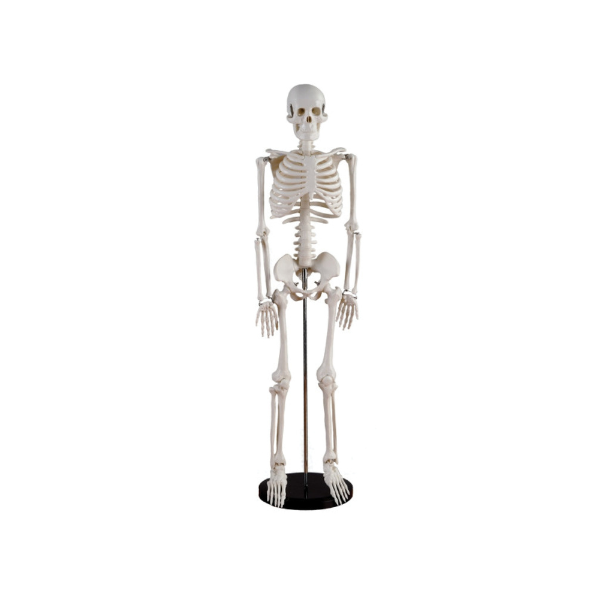 SQUELETTE BOIS 30CM FA800-127