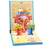 جسم الإنسان - العلوم المجسمة: الدماغ والقلب.